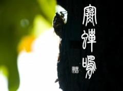 寒蝉鳴
