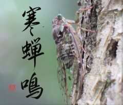 寒蝉鳴②