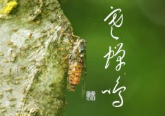 寒蝉鳴③