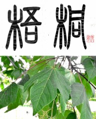 梧桐