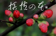 榠樝の花