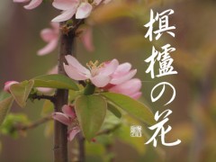 榠&#27165;の花