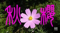 秋櫻