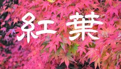 紅葉