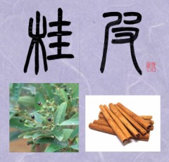桂皮