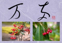 万両