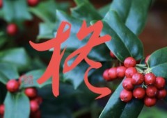 柊
