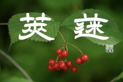 ガマズミ莢蒾、