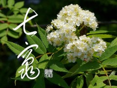 七竈②
