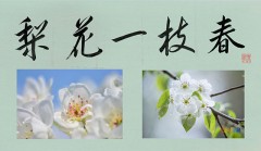 梨花一枝春