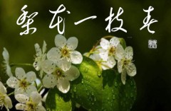 梨花一枝春