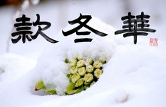 款冬華（ふきのはなさく）
