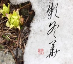 第七十候「款冬華 (ふきのはなさく)」 ②