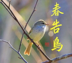 春告鳥