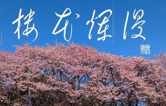 櫻花燗漫