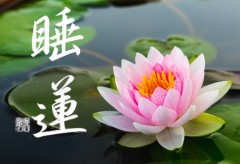睡蓮