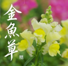 金魚草②