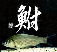 鮒②