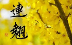 連翹②
