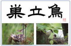 巣立鳥