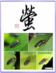 蛍②