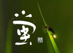 蛍②