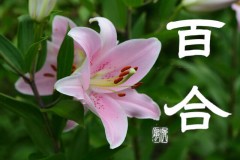 百合