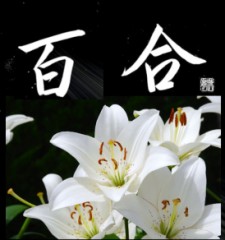 百合②