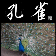 孔雀②