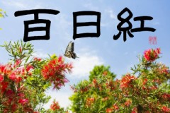 百日紅