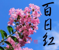 百日紅②