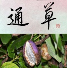 通草②