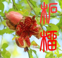 柘榴