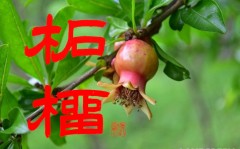 柘榴