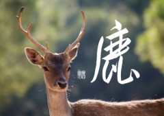 鹿②