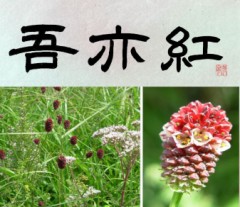 吾亦紅
