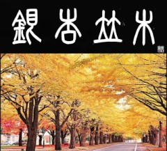銀杏並木