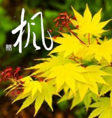 楓②