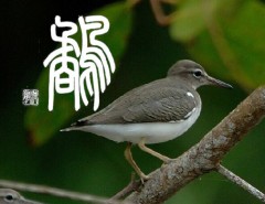 鷸