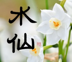水仙