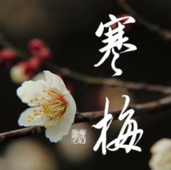 寒梅②