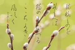 猫柳ものをおもへば