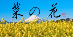 菜の花
