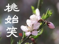 桃始笑