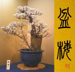 盆梅