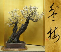 盆梅②