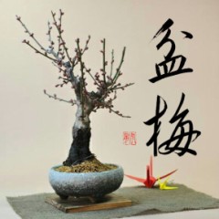 盆梅②