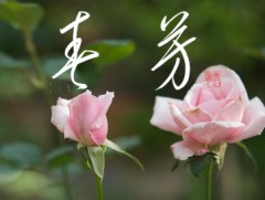 春芳②