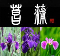菖蒲