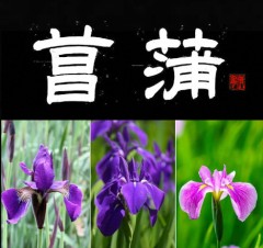 菖蒲